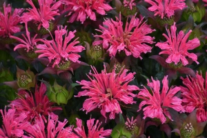 Monarda 'Pardon My Rose' New 2025